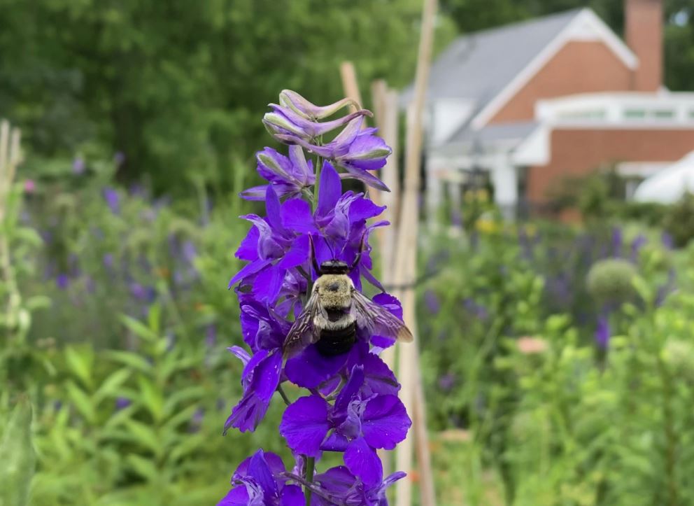 Pollinator-Friendly Garden